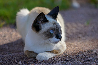 Tiere am Spiesshof