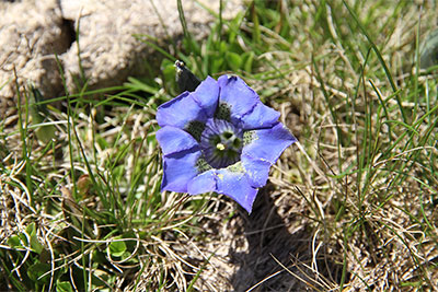 Sommer in Mölten