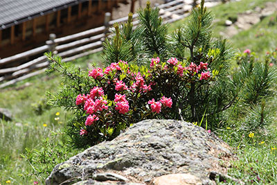 Sommer in Mölten
